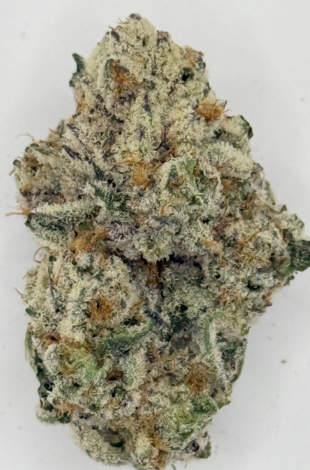 ** Blue Sherbert** $240 "Oz Special" {<Fire!!>} $30 1/8th #Maven Genetics X Humboldt Organic Collective!