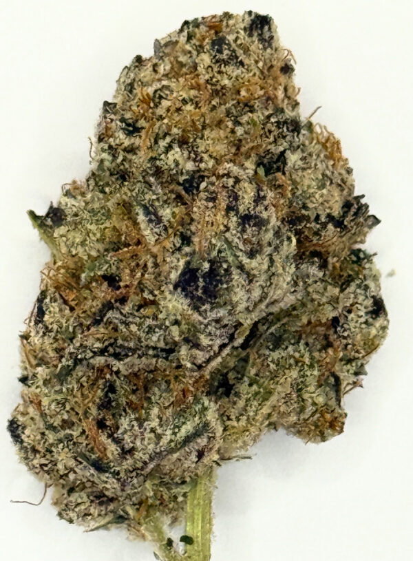 ** Apple Fritter** $160 "Oz Special" {<Fire!!>} $25 1/8th #Mendocino