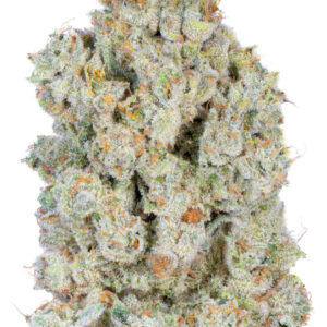 ** Lemon Diesel ** $240 "Oz Special" {<Fire!!>} $30 1/8th #Ganja Guru X Maven Genetics!