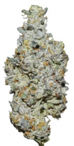 ** Nature Jewel ** $240 "Oz Special" {<Fire!!>} $30 1/8th #Ganja Guru X Maven Genetics!