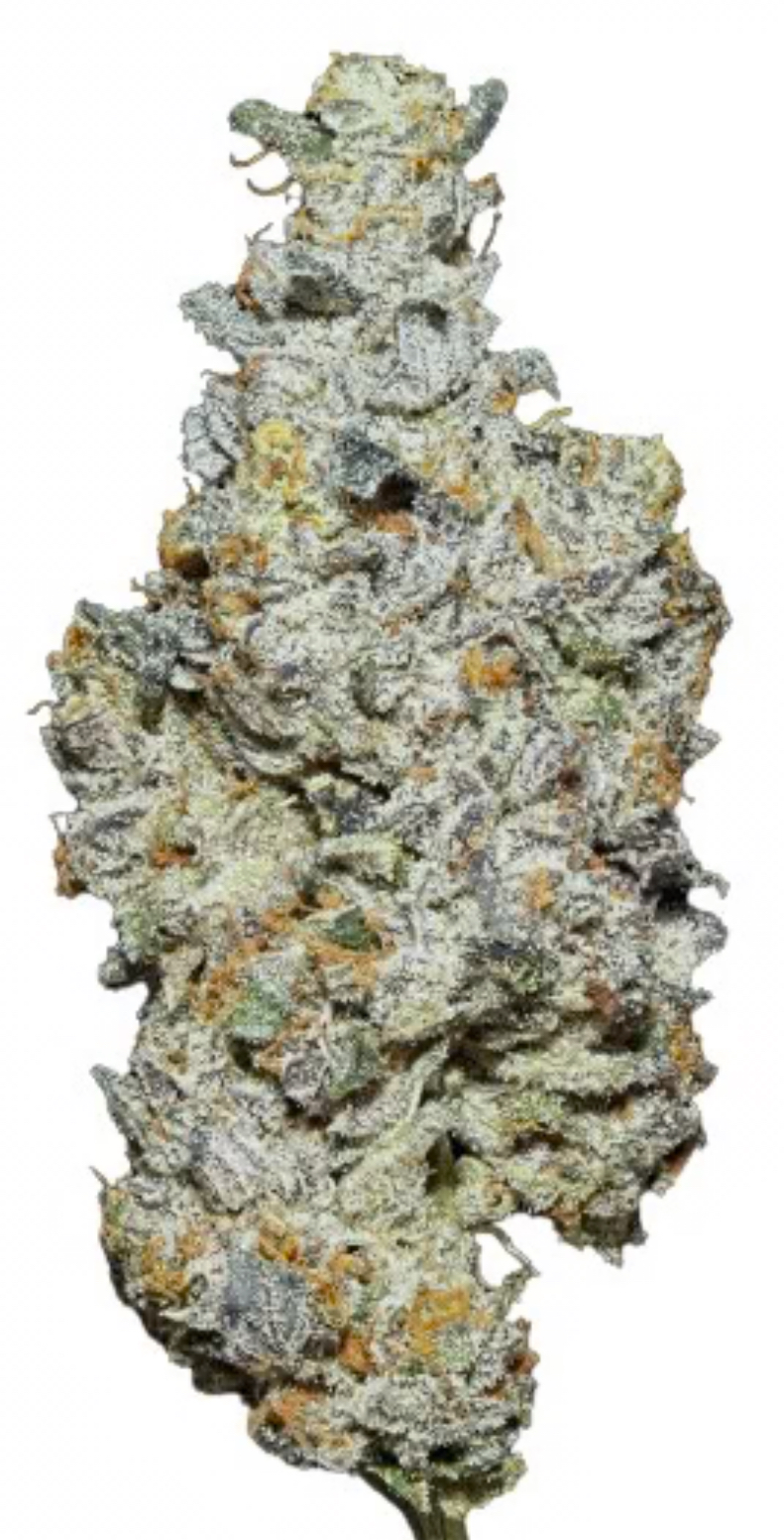 ** Nature Jewel ** $240 "Oz Special" {<Fire!!>} $30 1/8th #Ganja Guru X Maven Genetics!