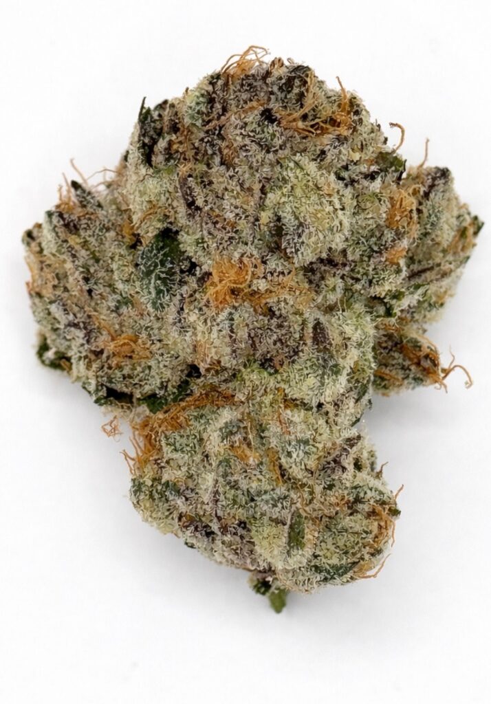 ** Lucid Blue ** "Oz Special"  {<Exotic Flower!!>} #Maven Genetics