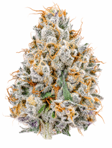 ** Silent Reaper ** <1/4 $60> {<Exotic Flower!!>} #Grape God X IILoveKushhh!