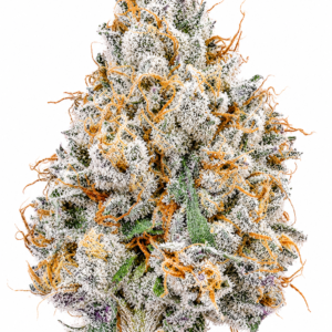 ** Silent Reaper ** <1/4 $60> {<Exotic Flower!!>} #Grape God X IILoveKushhh!