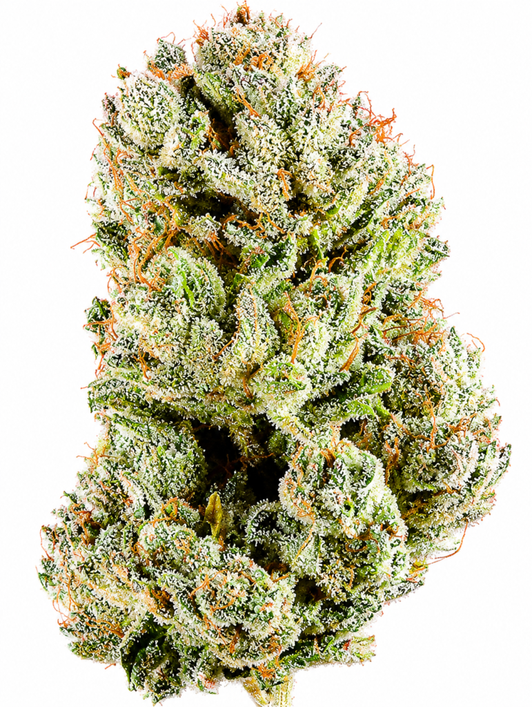 ** Ice Cream Cake ** "Oz Special" {<Fire!!>}  #Humboldt Organic Collective!