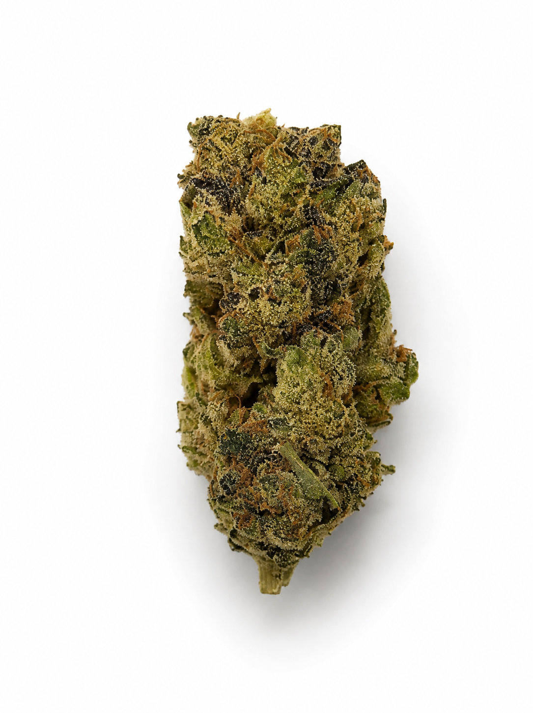 ** Ameretto Di Limon ADL ** "Oz Special"  {<Exotic Flower!!>} #Maven Genetics