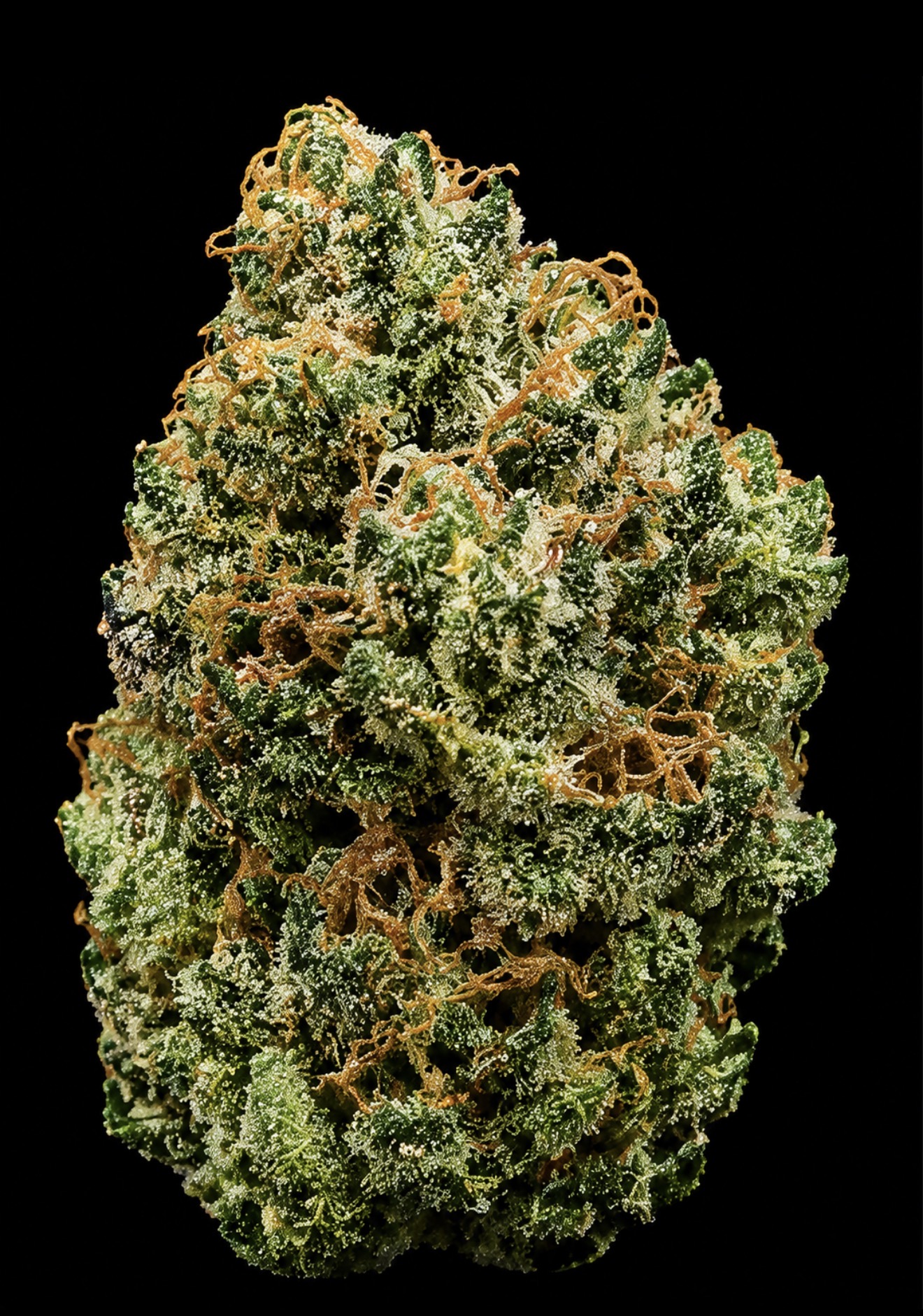 ** Jet Fuel ** "Oz Special"  {<Exotic Flower!!>} #Maven Genetics