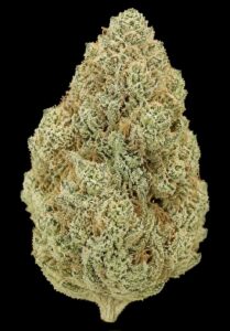 ** French Butter ** "Oz Special" <1/4 $60> {<Exotic Flower!!>} #Maven X Humboldt Organic Collective!