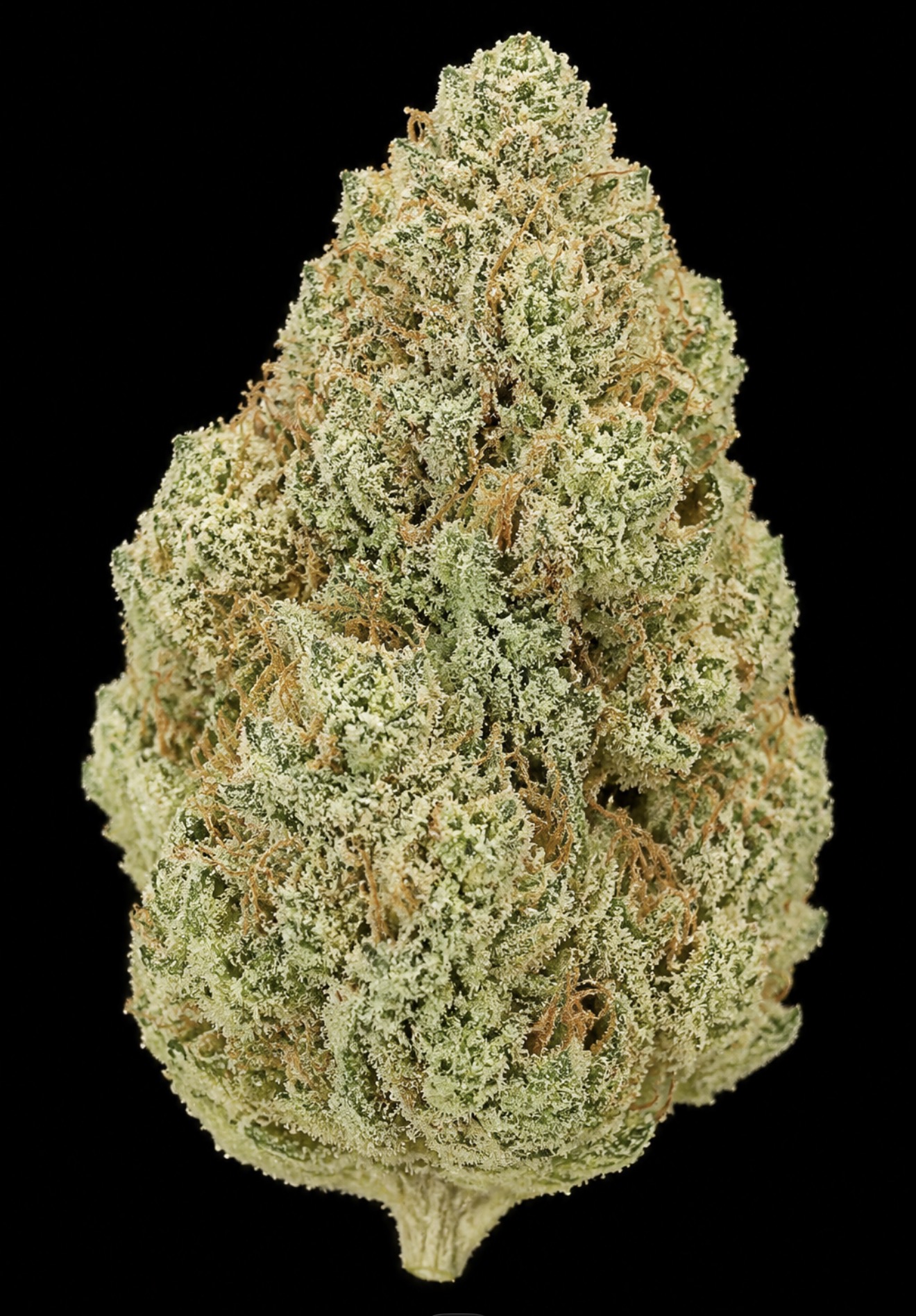 ** French Butter ** "Oz Special" <1/4 $60> {<Exotic Flower!!>}  #Maven X Humboldt Organic Collective!